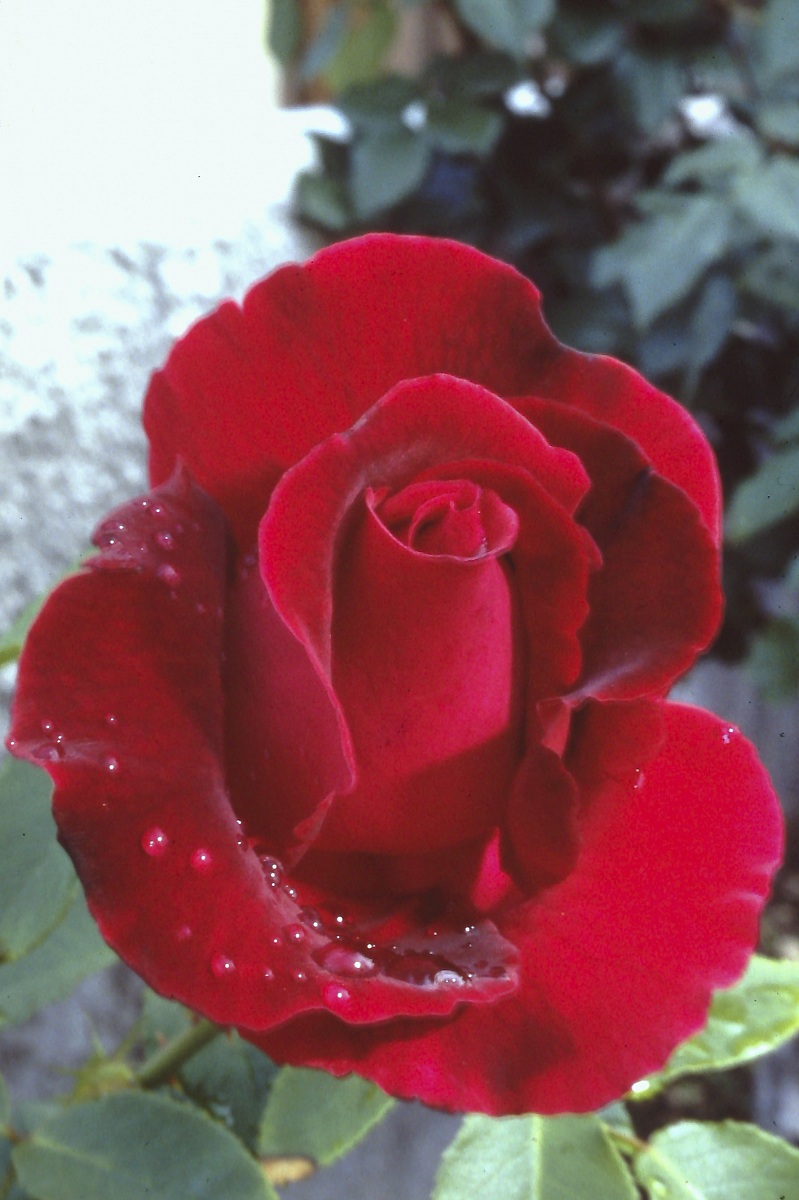 Rose with dew