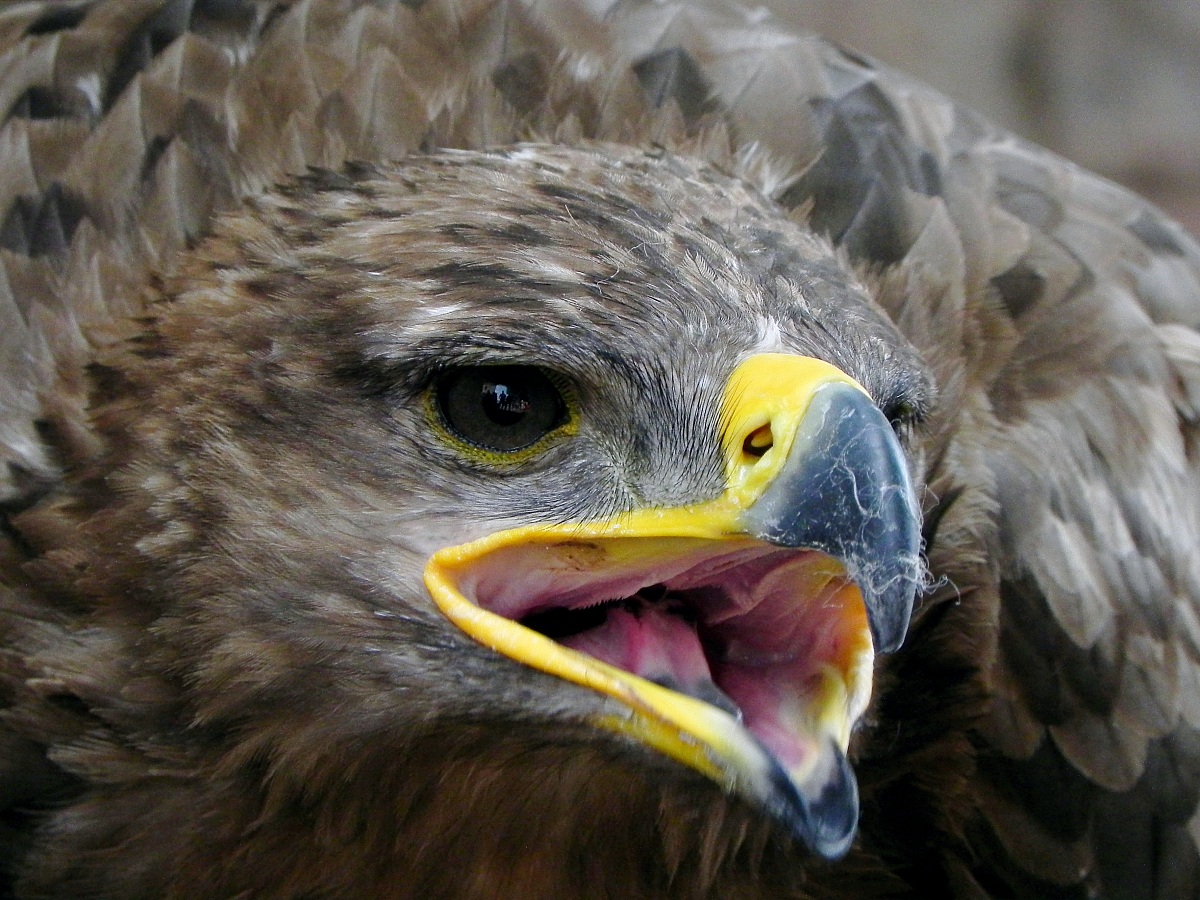 I think it's an eagle