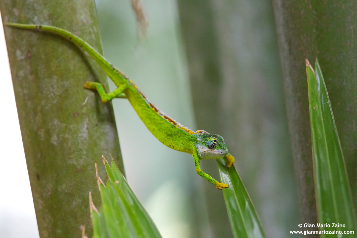 ...ce la farò???...
