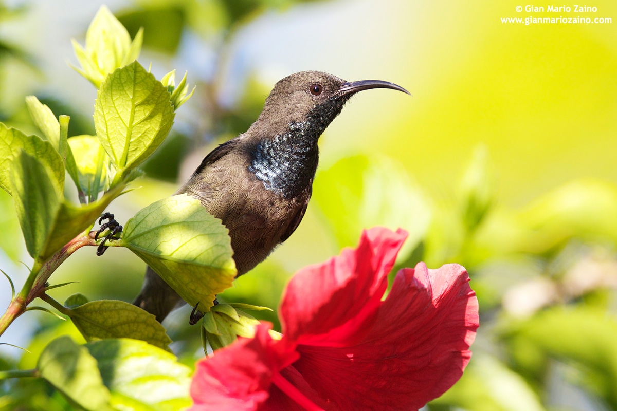 Nettarinia-colibrì delle Seychelles