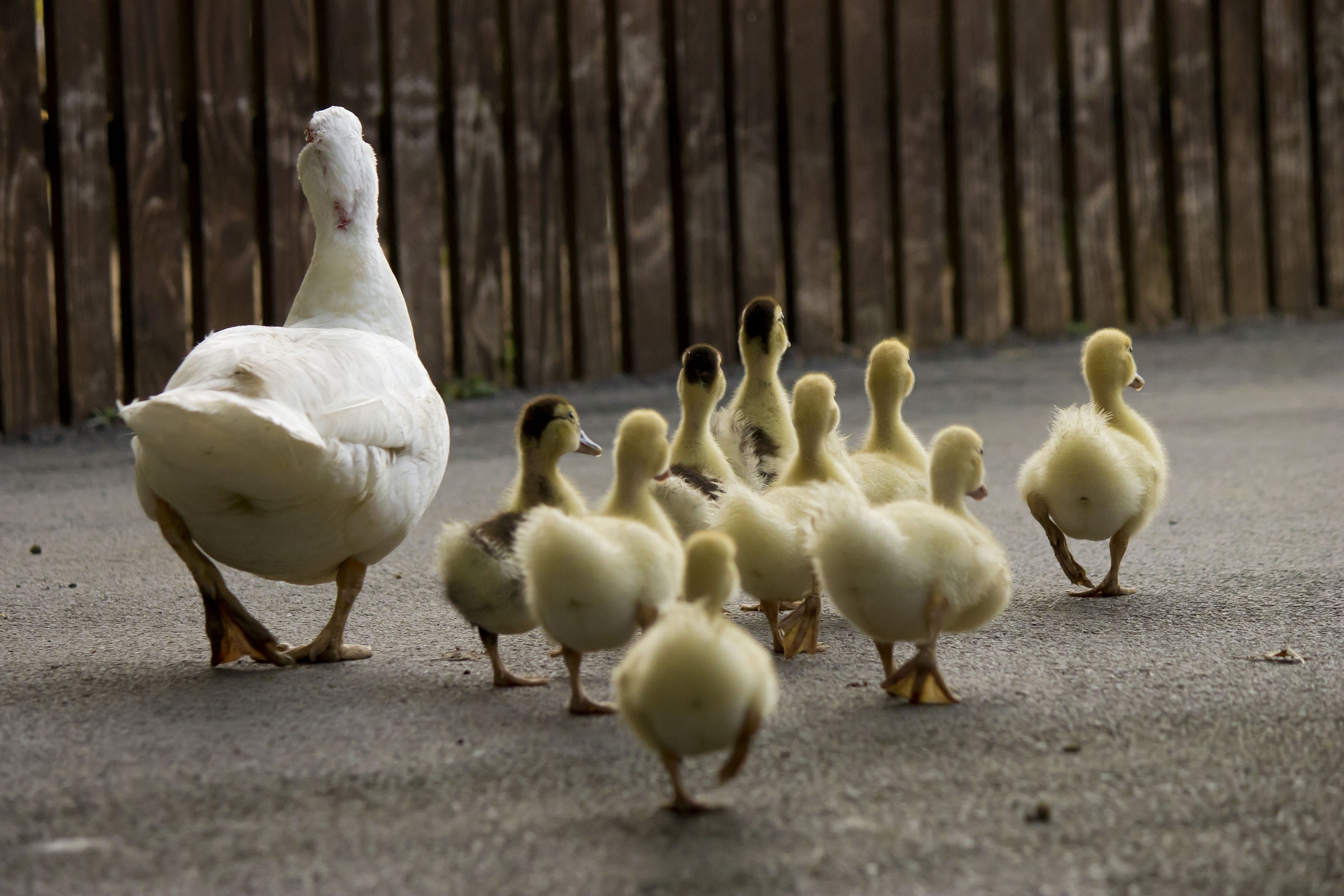 Paperotti con mamma Papera