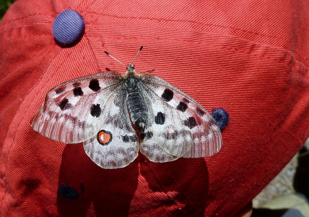 Mi sono posata su un bel fiore rosso
