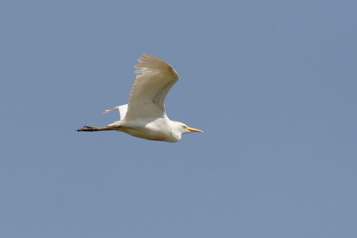Cattle Egret