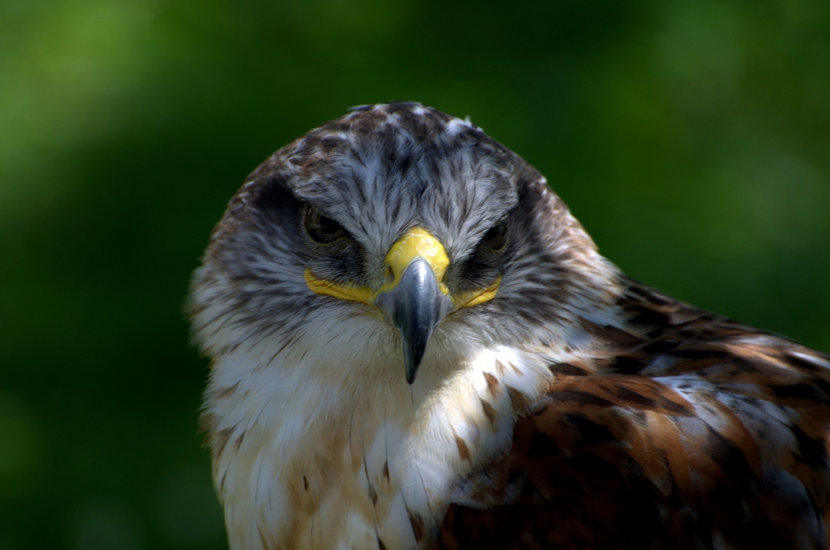 sguardo rapace
