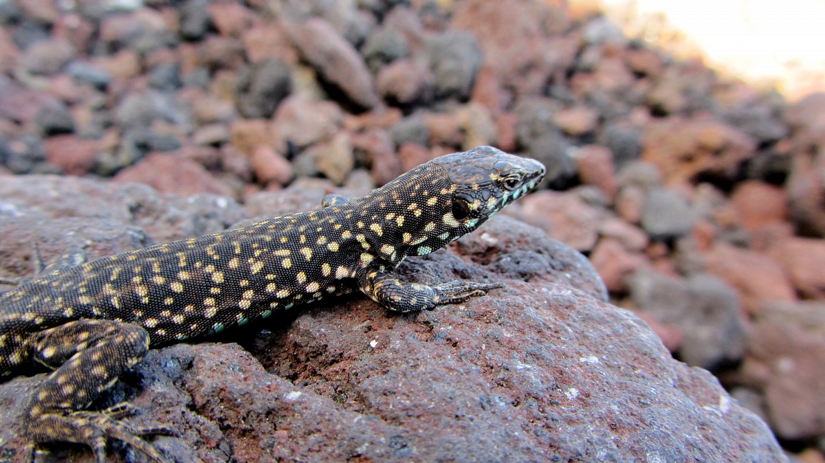 Lizard characteristic of Linosa