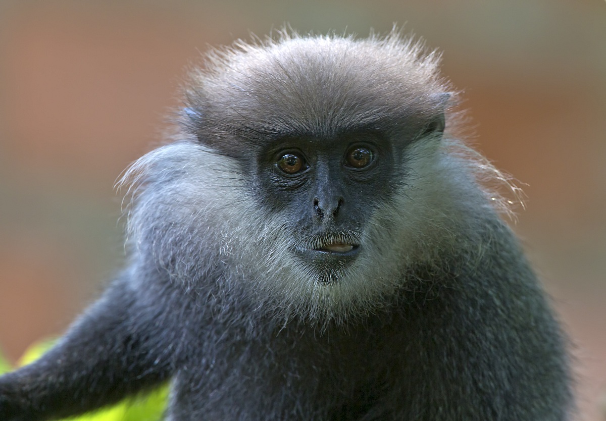 Langur dalla faccia viola