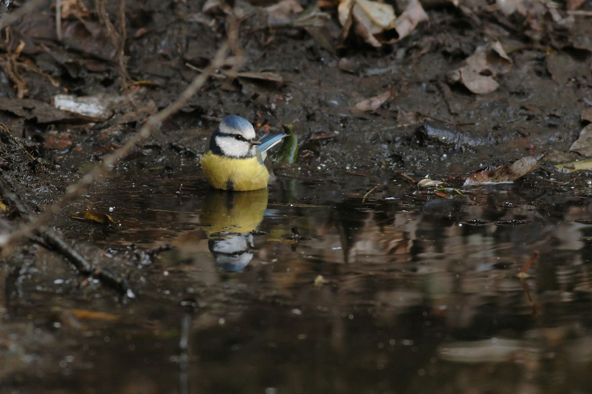 il bagnetto della cinciarella