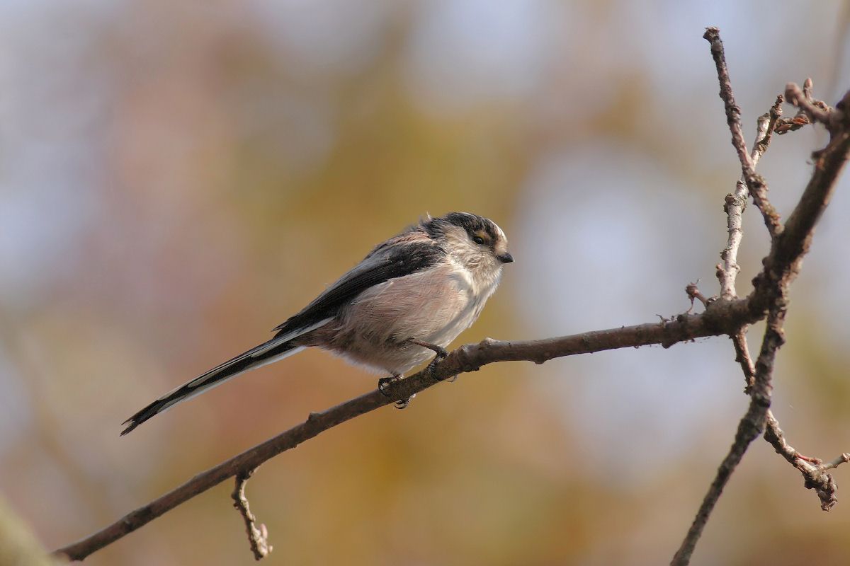 Long-tailed Tit
