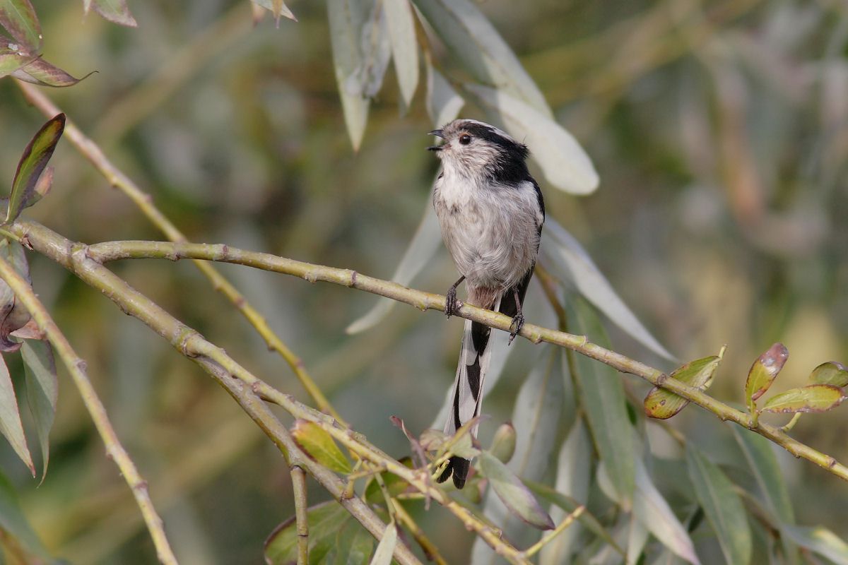 Long-tailed Tit