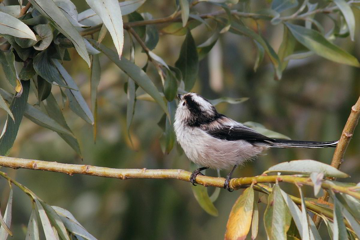 Long-tailed Tit