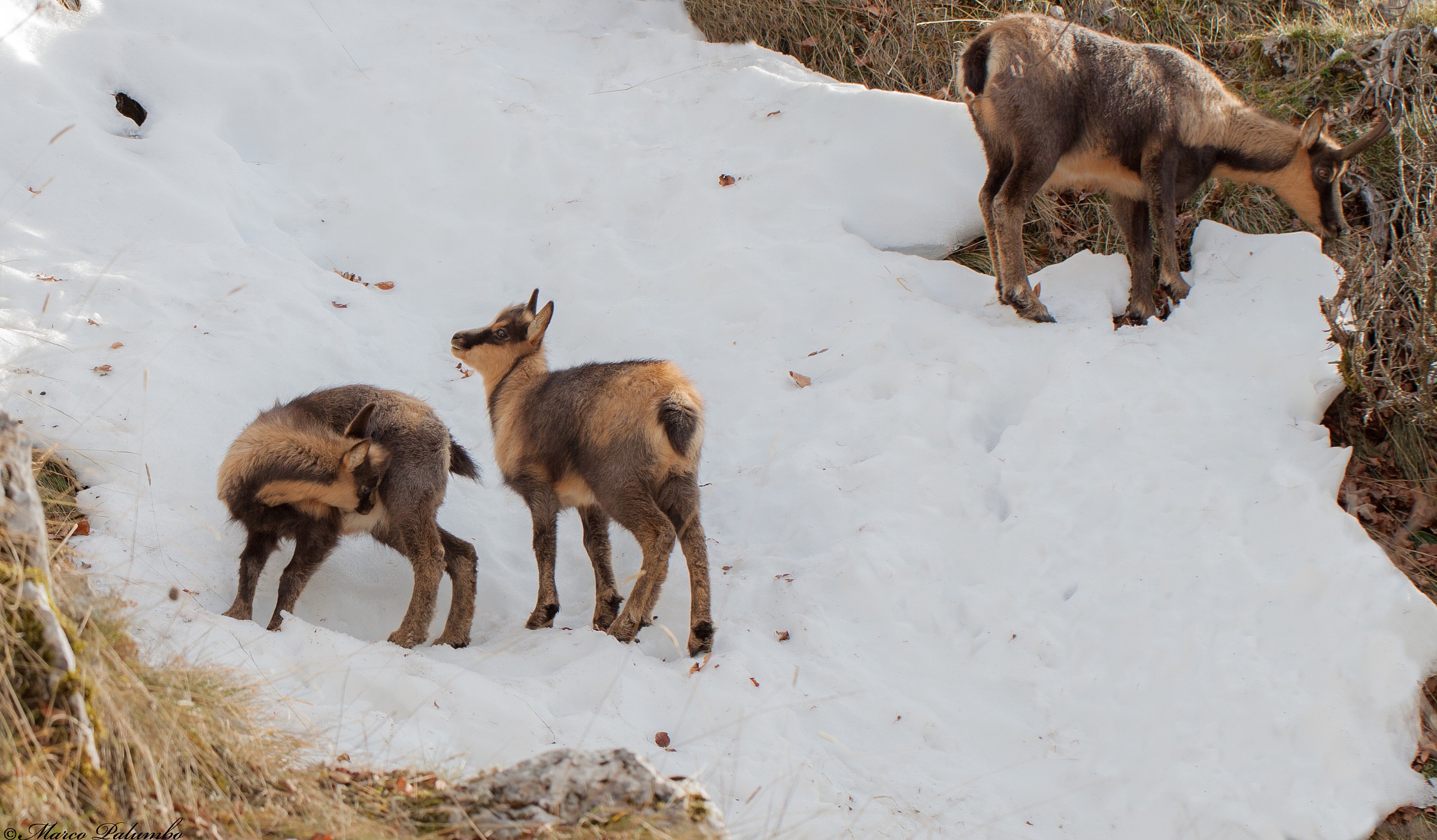 Cuccioli Camoscio D'abruzzo