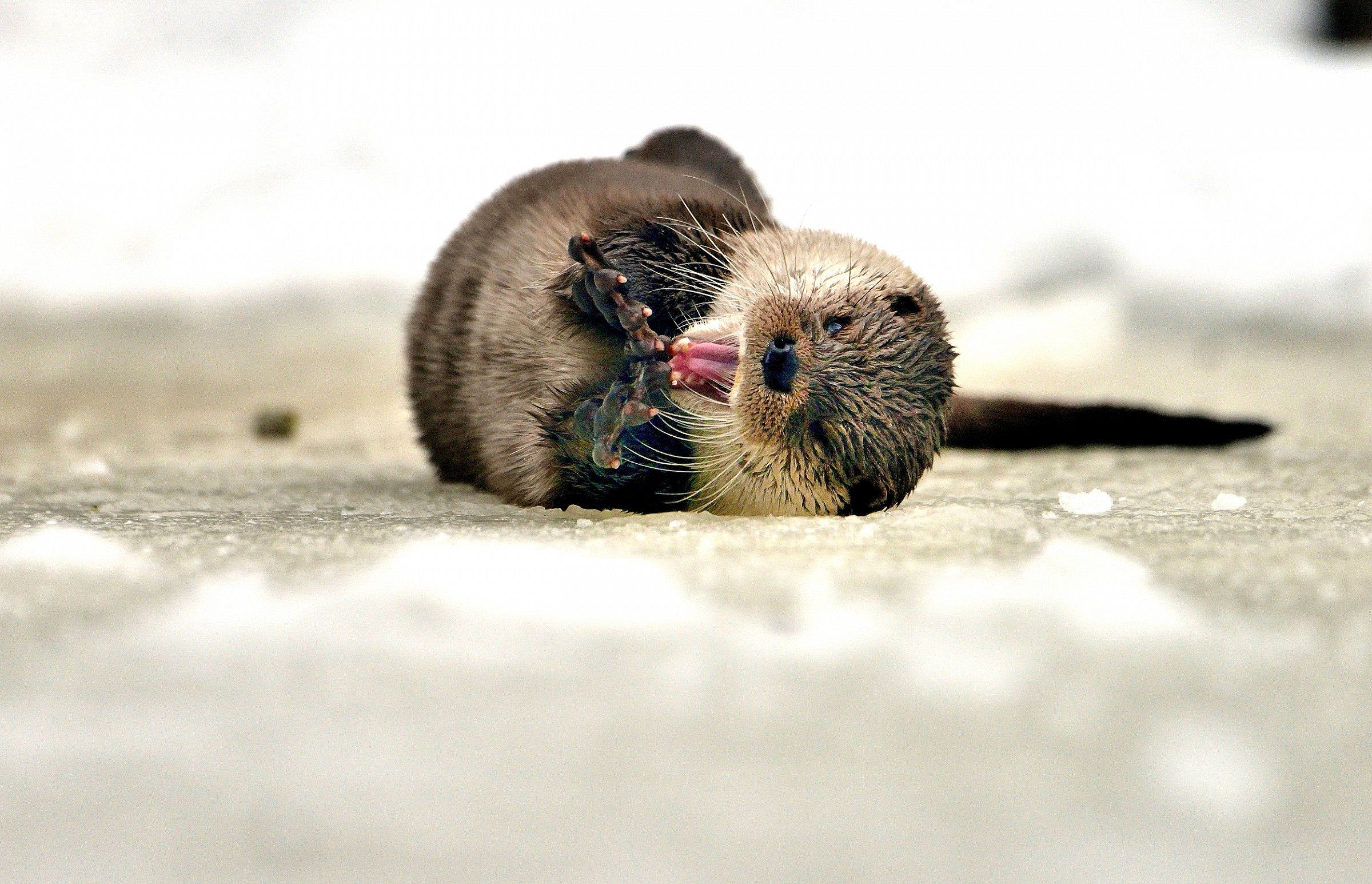 Bayerischen - Lontra