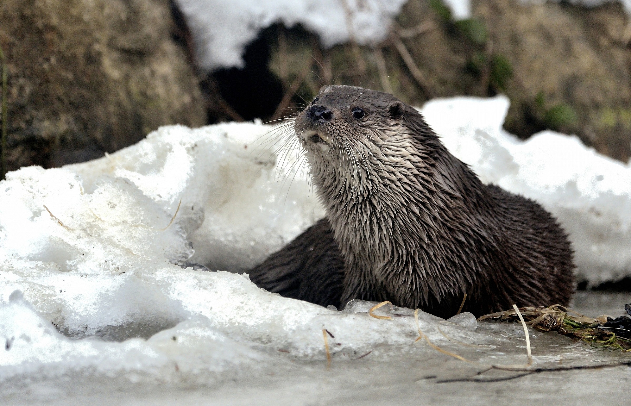Bayerischen - Lontra