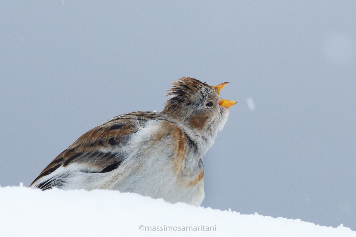 Snow Bunting ...