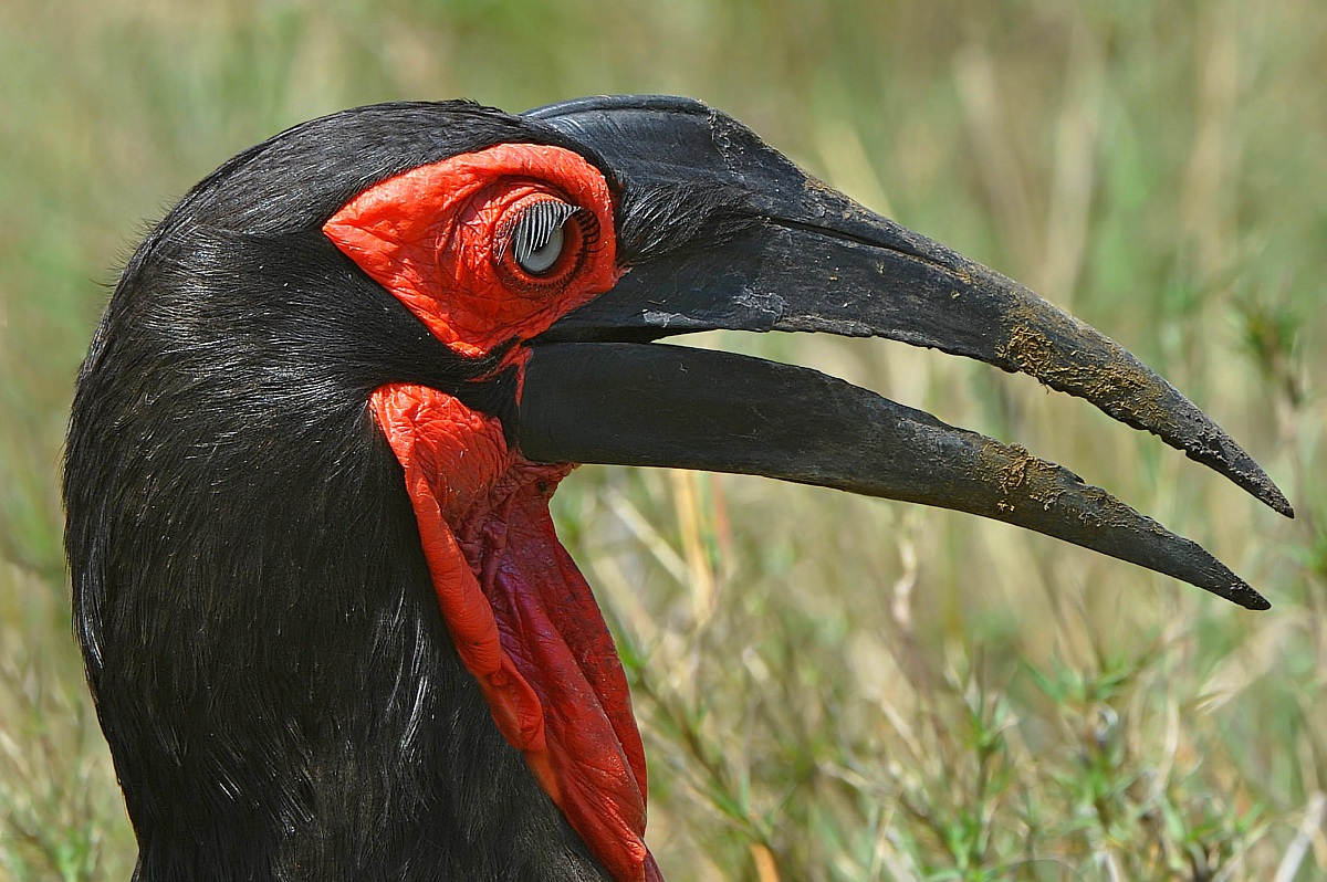 The Red and the Black