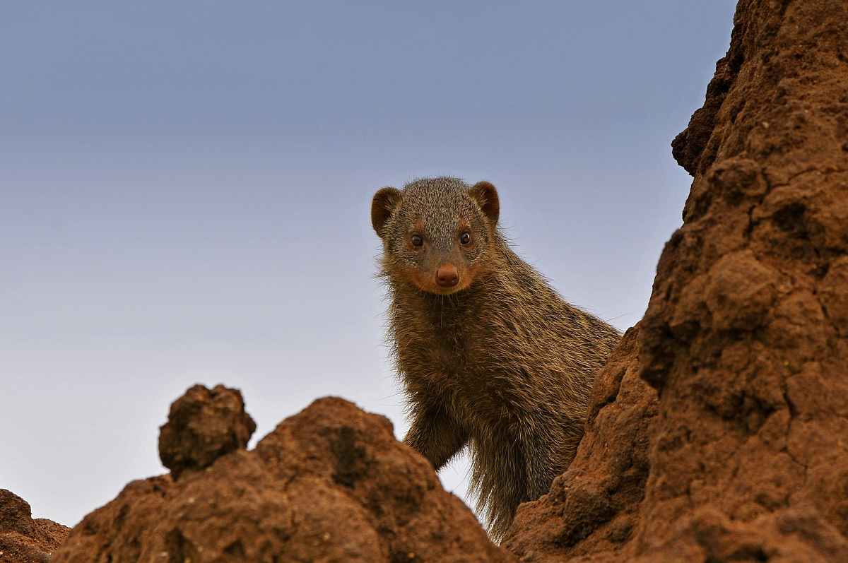 Banded Mongoose on termite mound