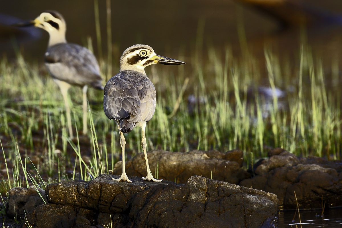 Eurasian spessore ginocchio