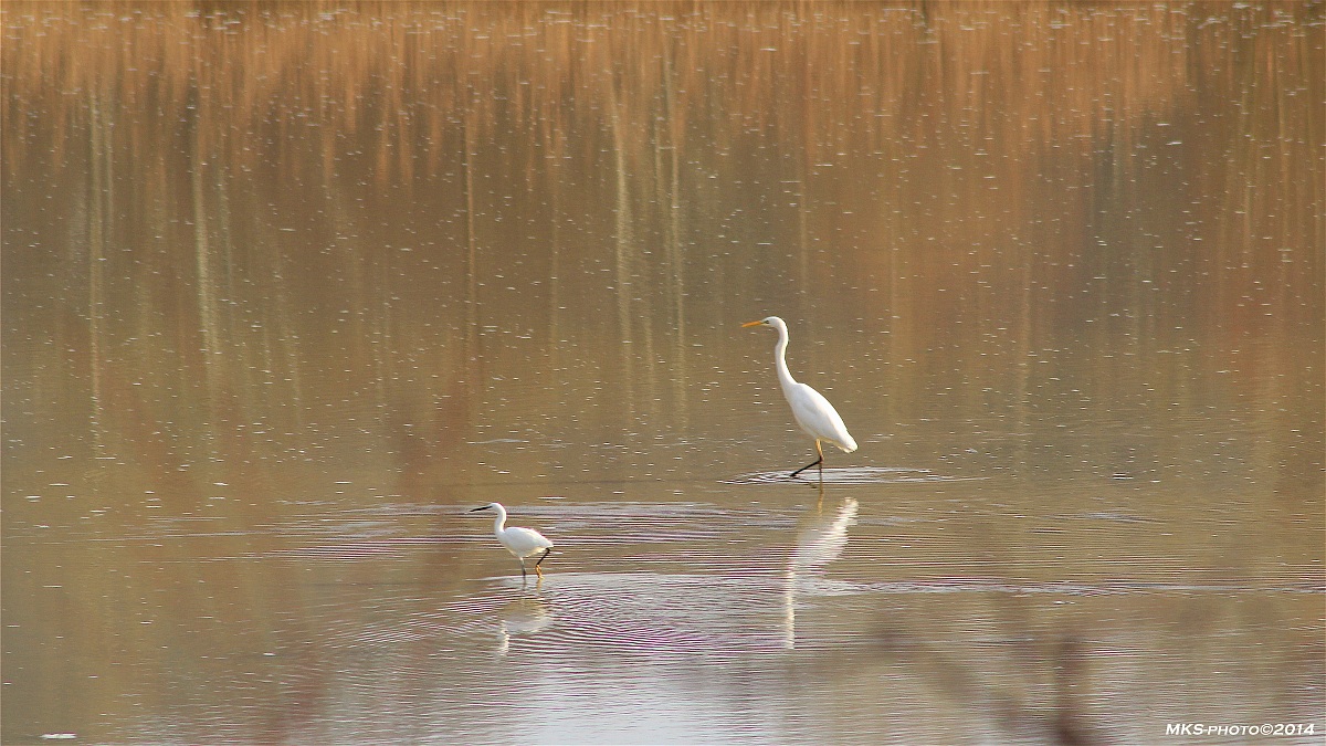 bandella Garzetta e Airone Bianco