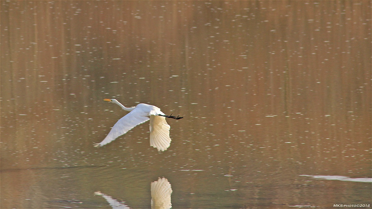 Bandella Airone Bianco Maggiore