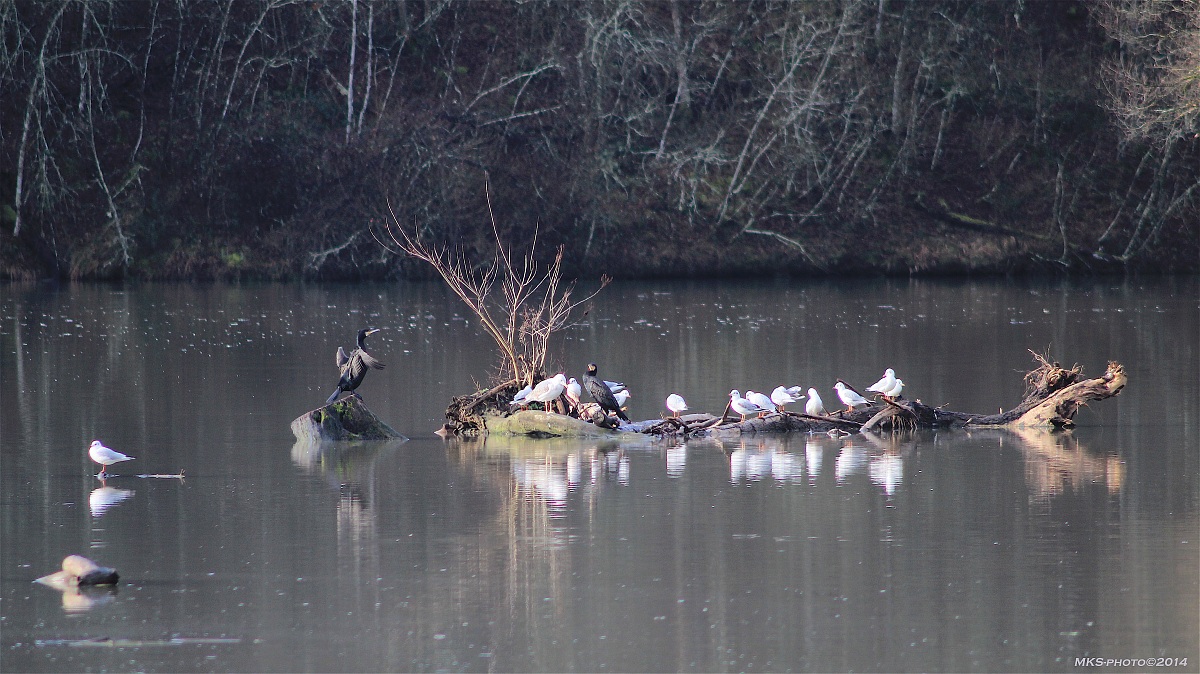 Valle dell'Inferno Cormorani e Gabbiani