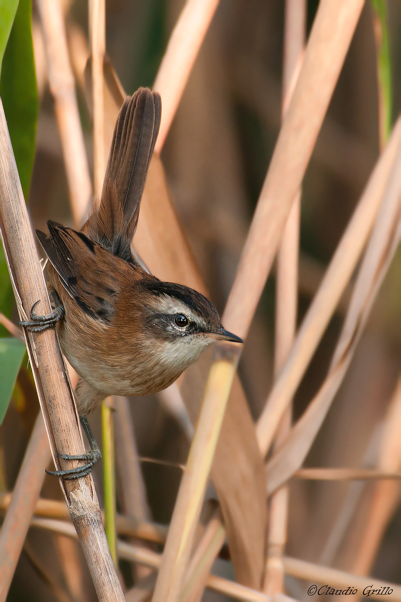 Moustached Warbler