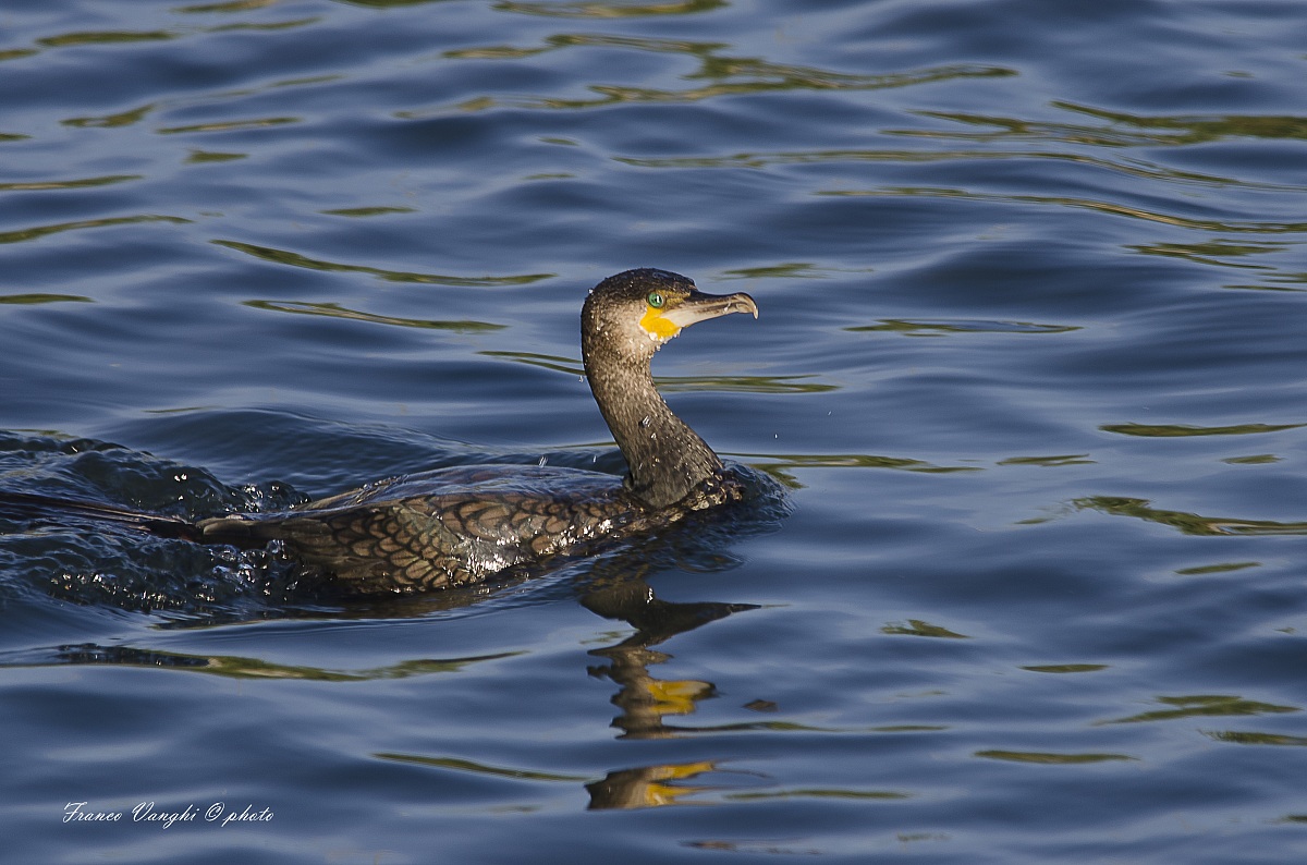 cormorant
