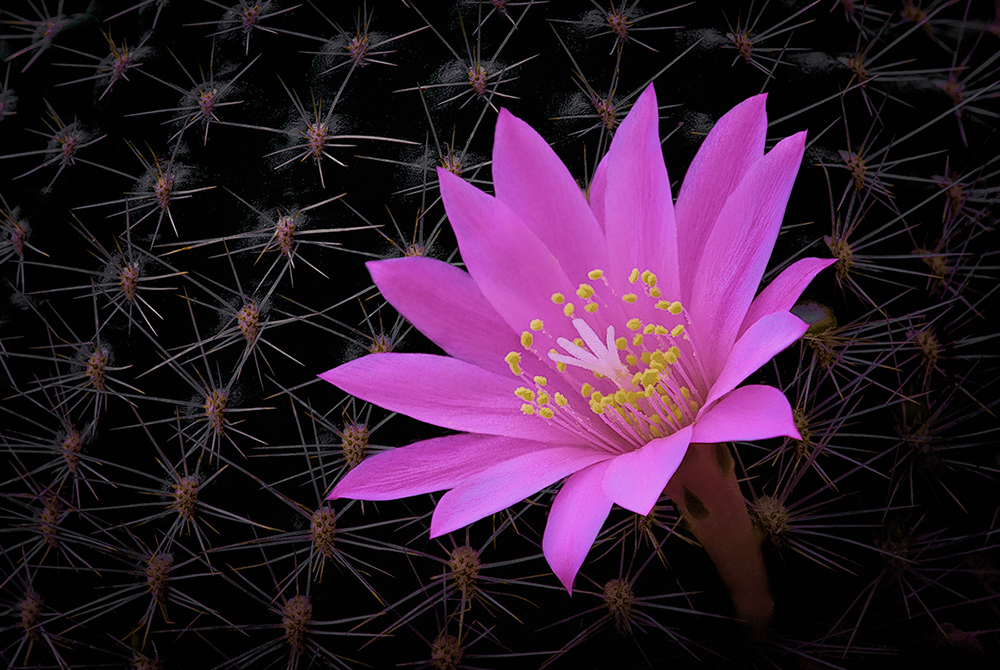 Anche i fiori delle piante grasse sono eleganti