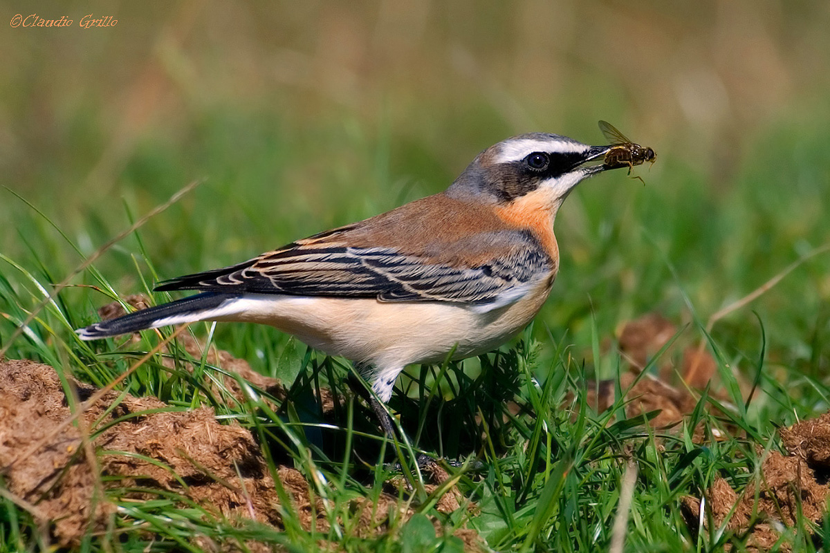 Wheatear
