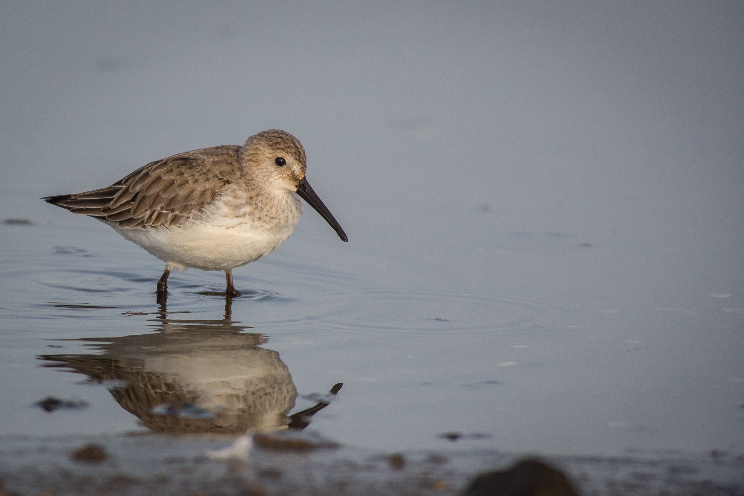 Dunlin
