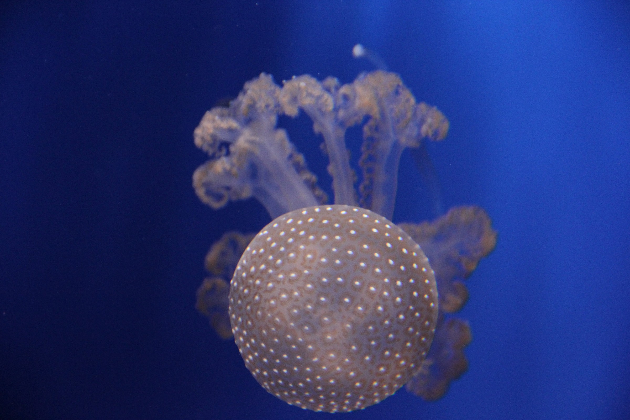Jellyfish