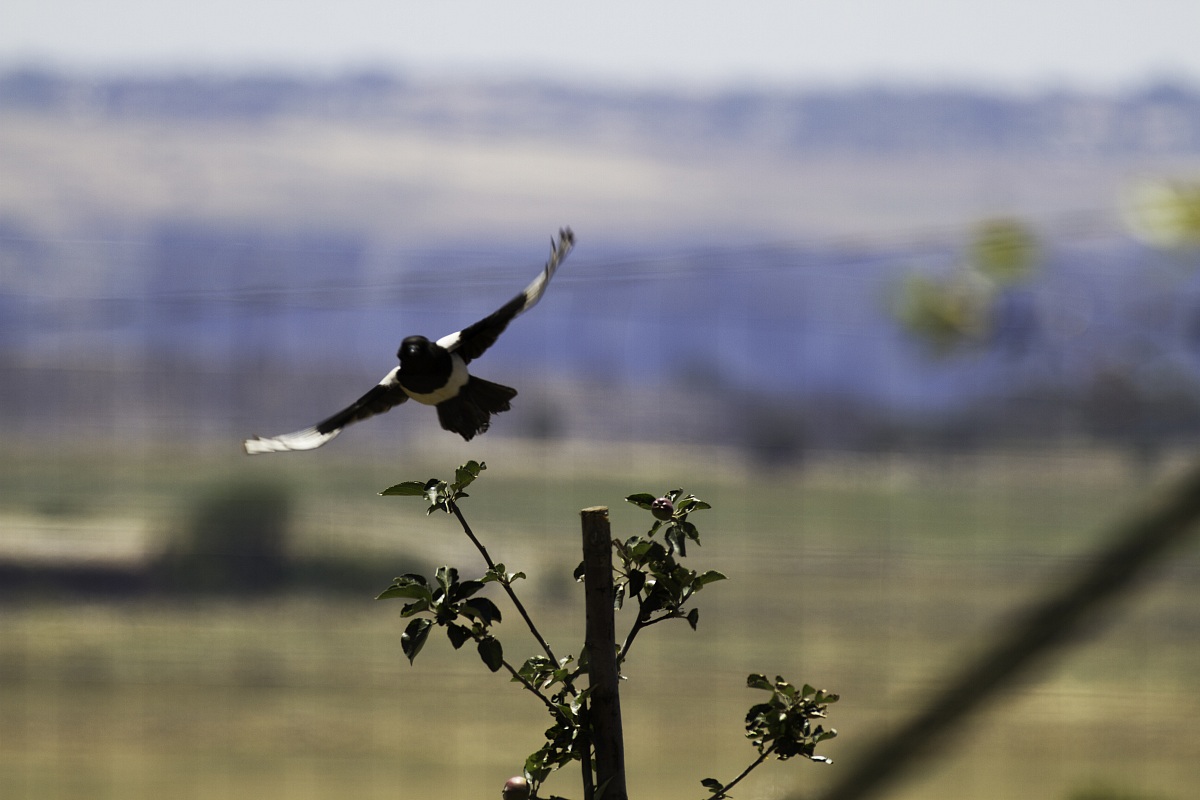 Gazza ladra in azione (Pica Pica)