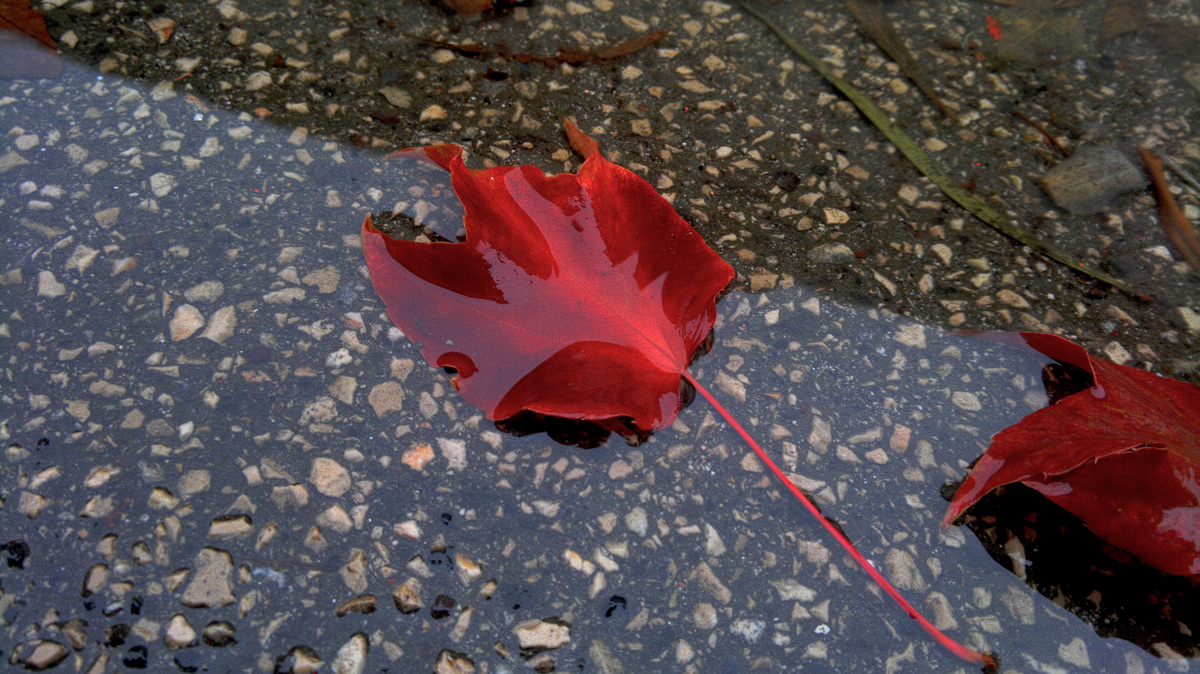 una foglia caduta