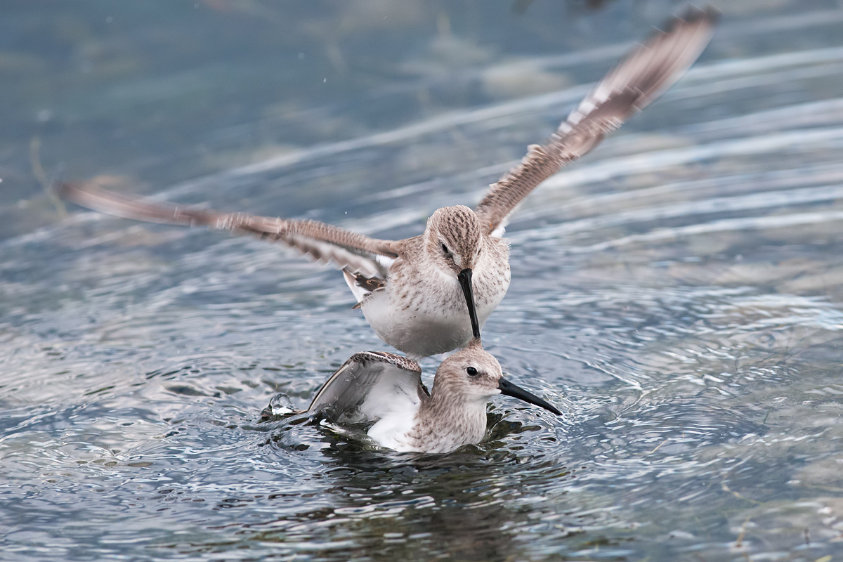 Azzuffatina between sandpipers
