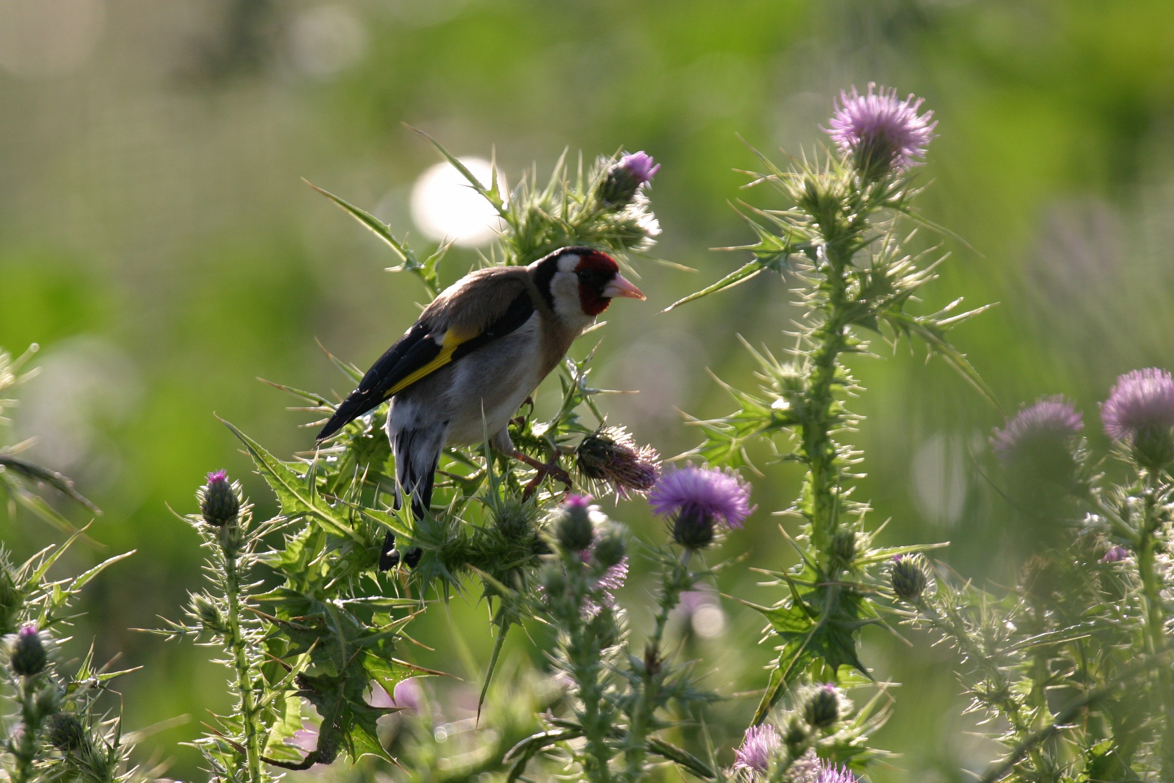 Cardellina fra cardi ( carduelis carduelis)