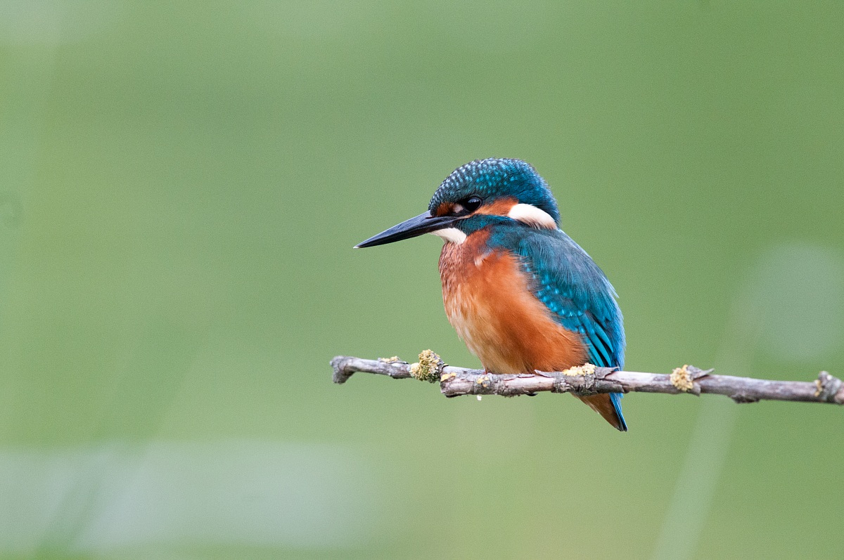 Kingfisher