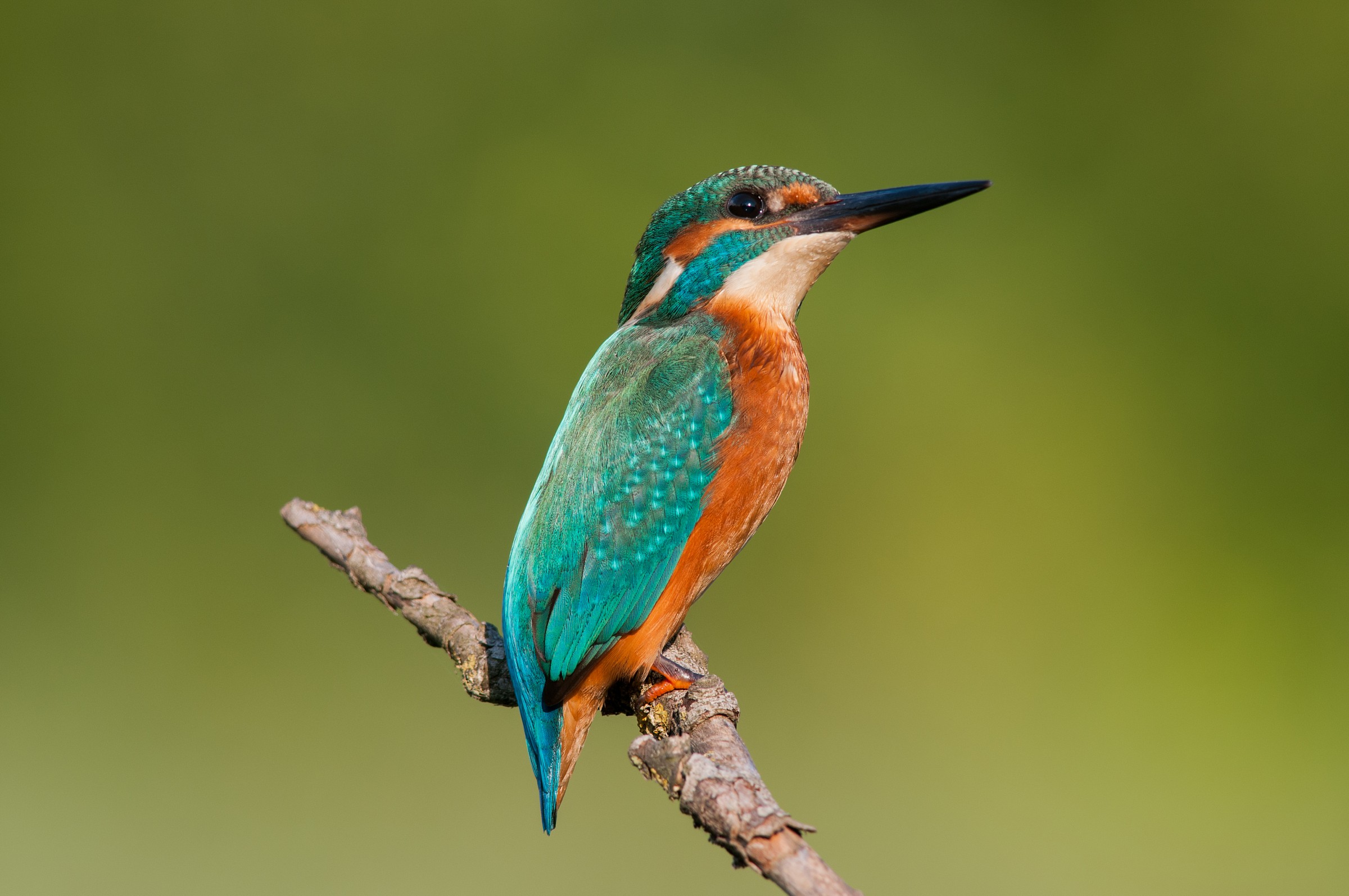Kingfisher
