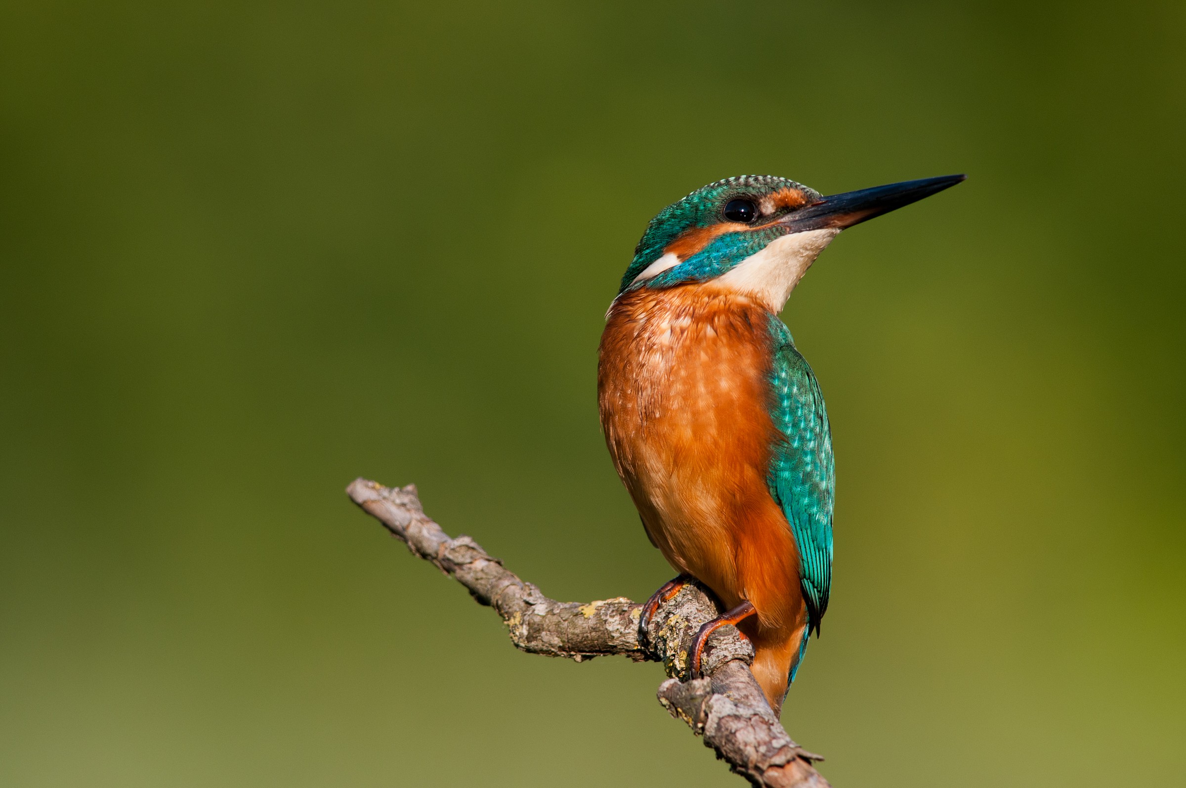 Kingfisher