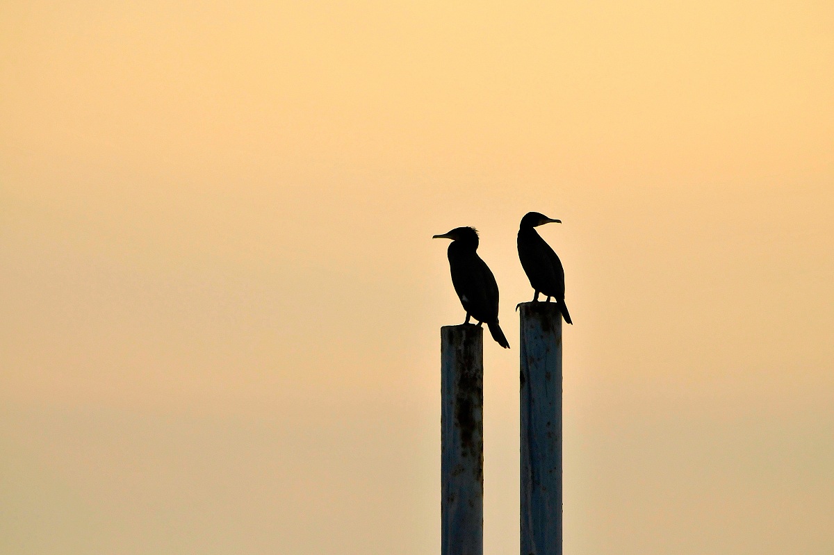 Cormorants