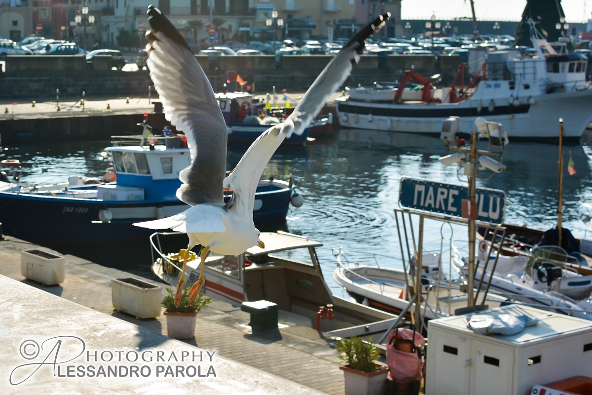 gabbiano che spicca il volo