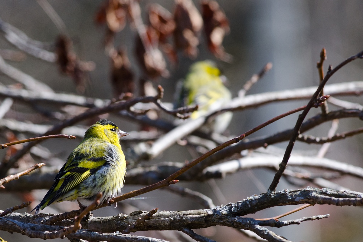 Siskins