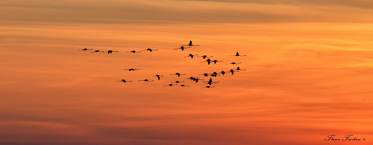 Fenicotteri al tramonto