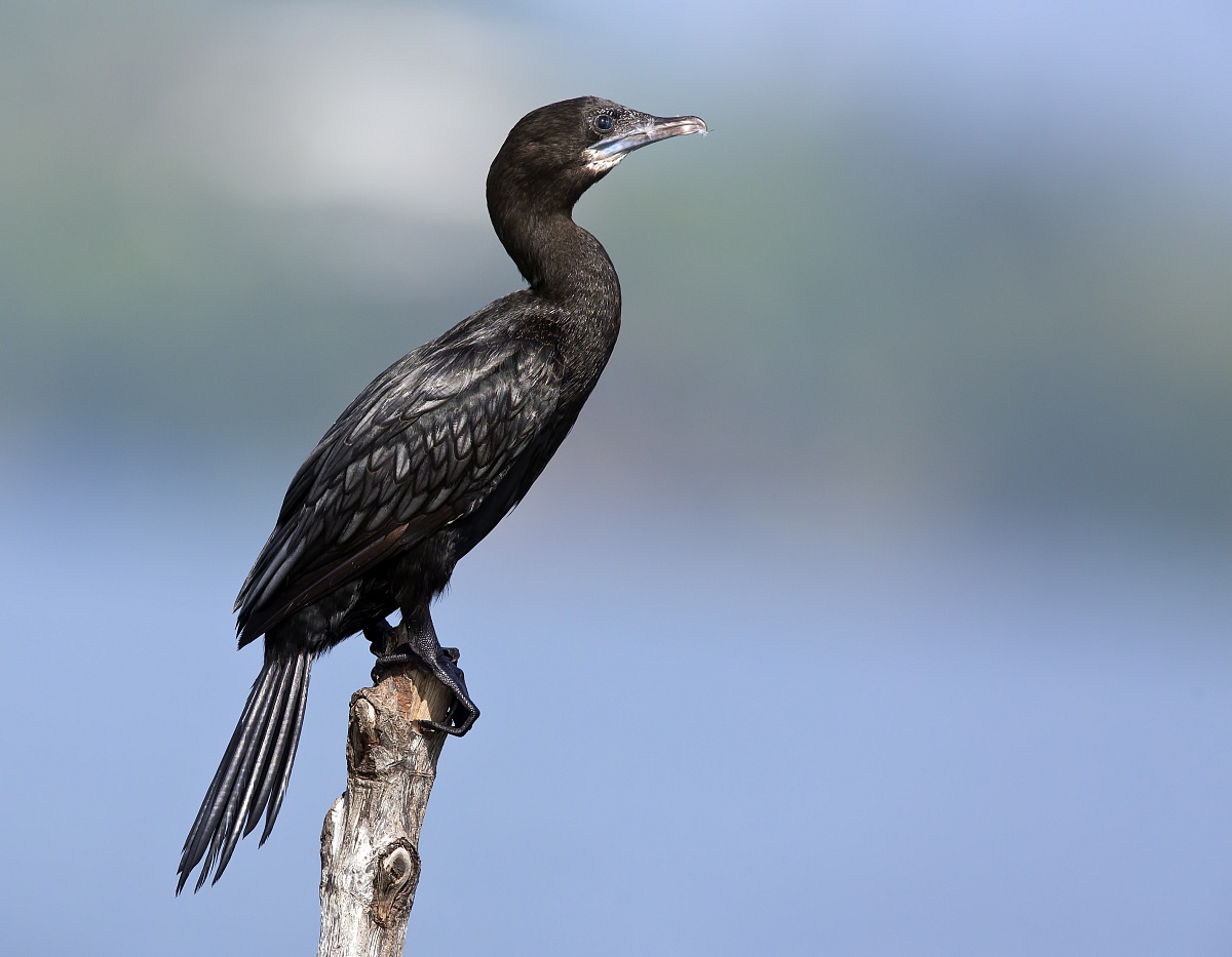 Cormorano di Giava