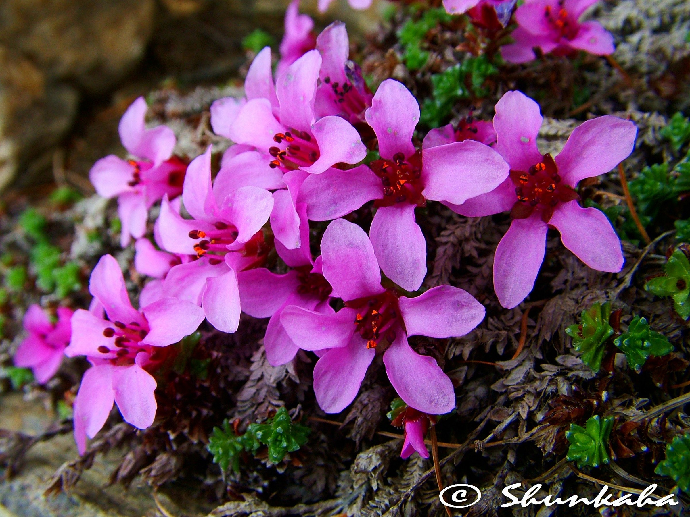 Saxifraga oppositifolia