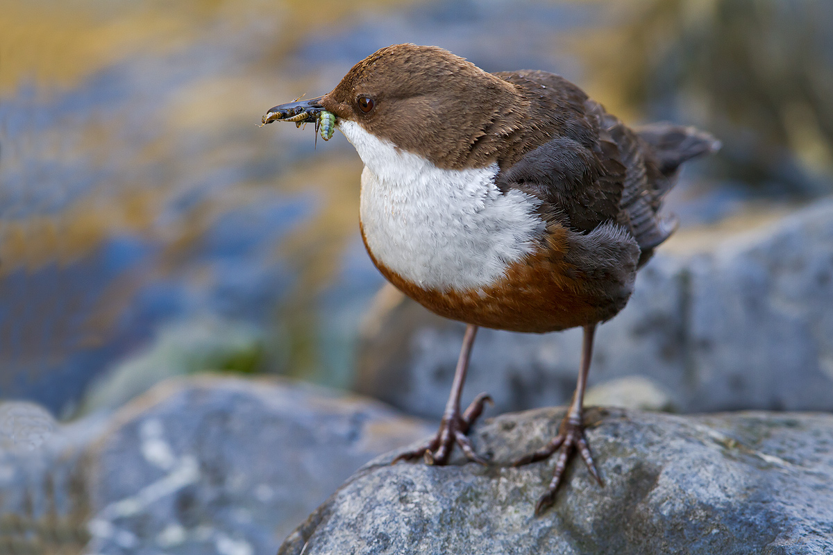 Dipper