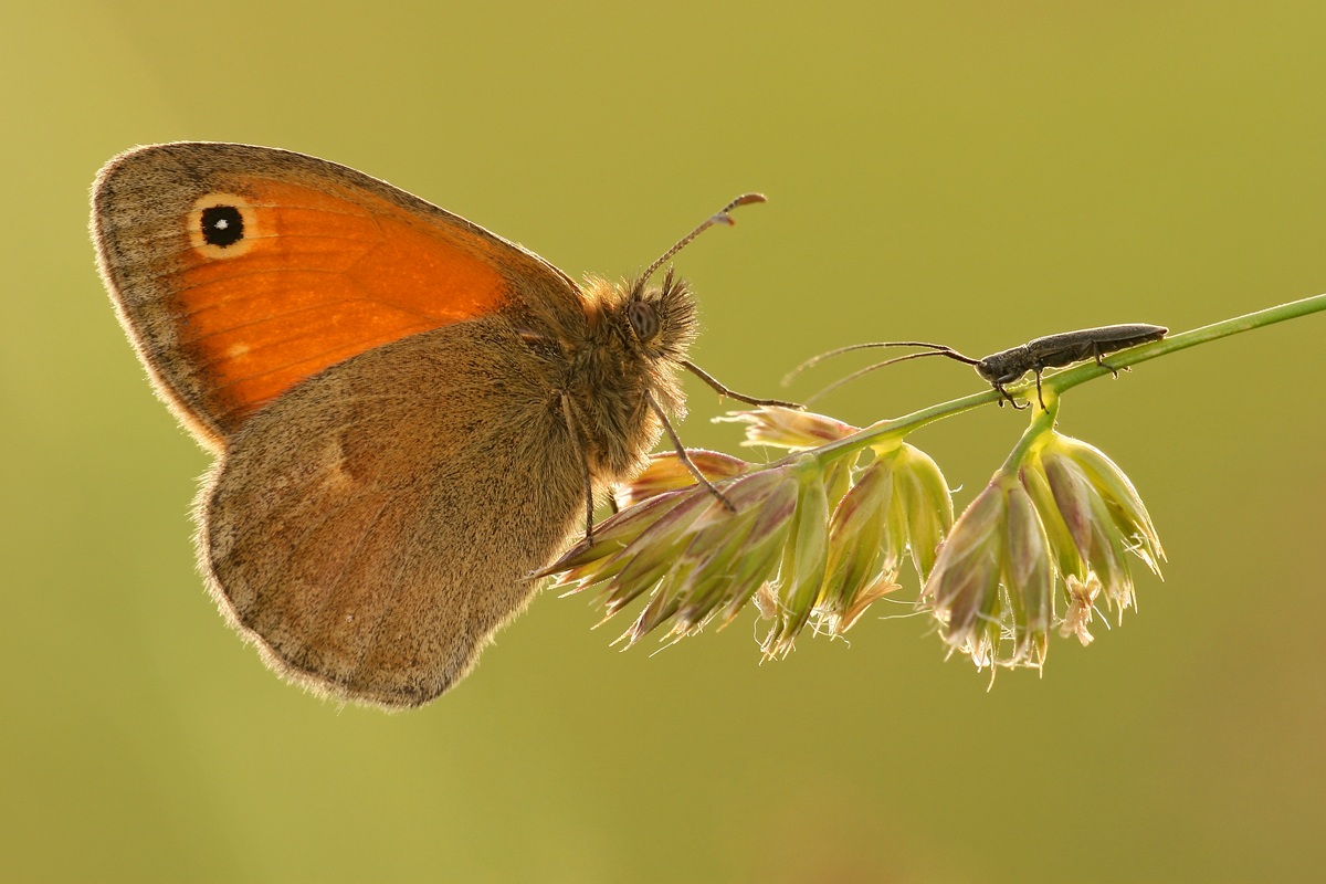 Coenonympha pamphilus