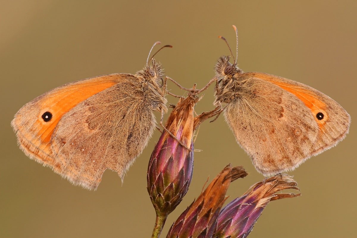 Coenonympha pamphilus
