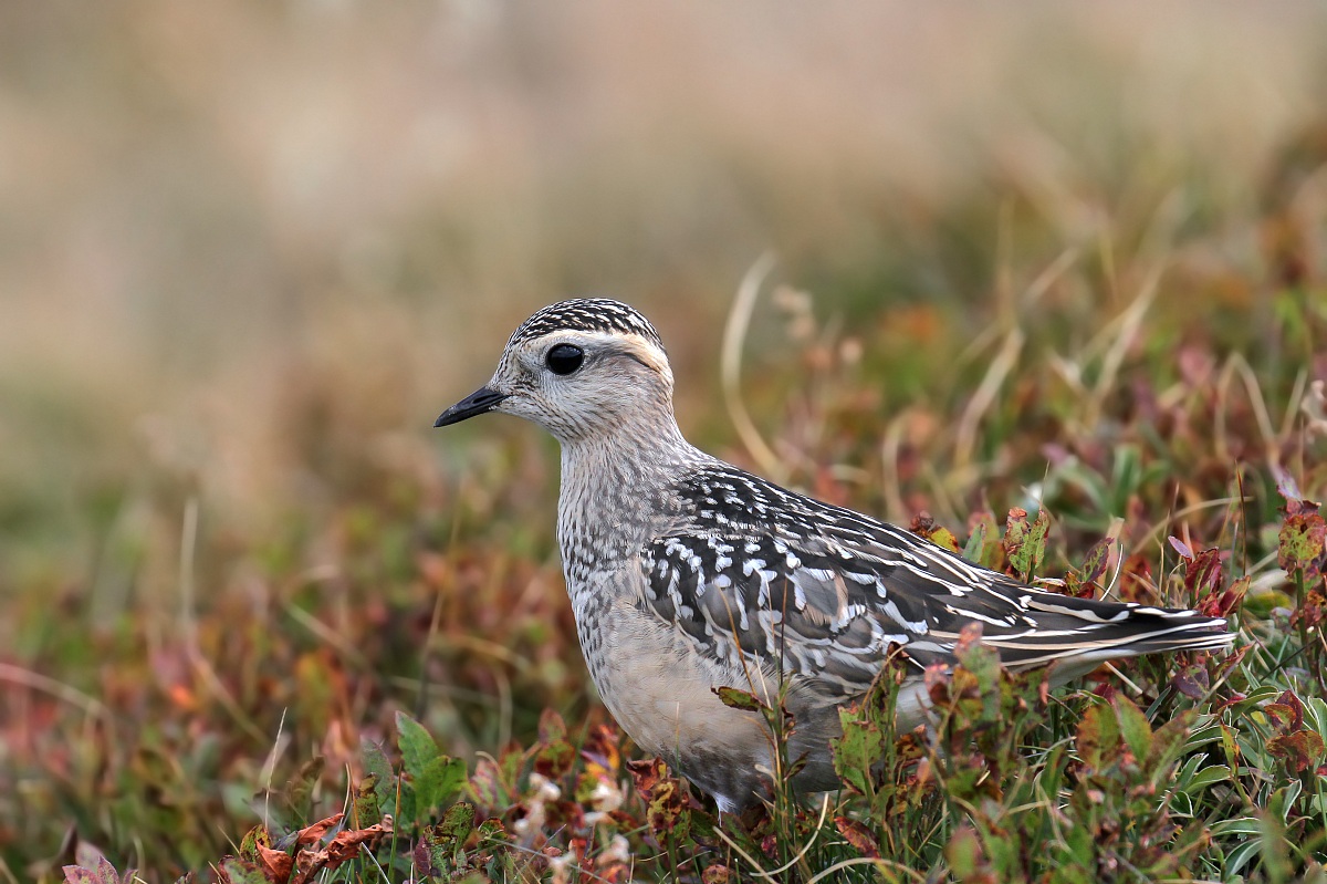 Piviere Tortolino - Eurasian Dottrel