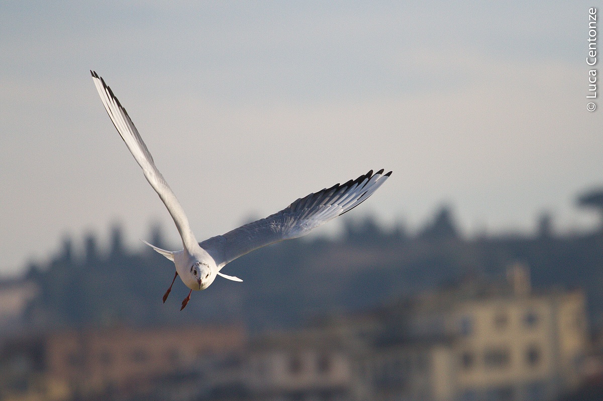 Gabbiano sull'Arno 1