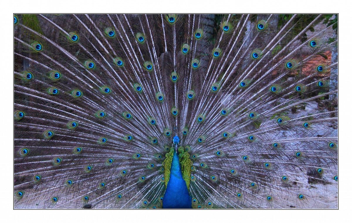peacock