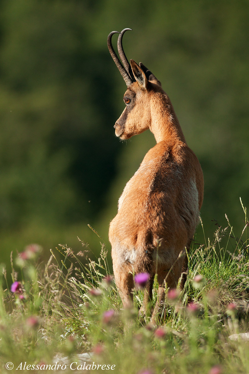 Abruzzo Chamois